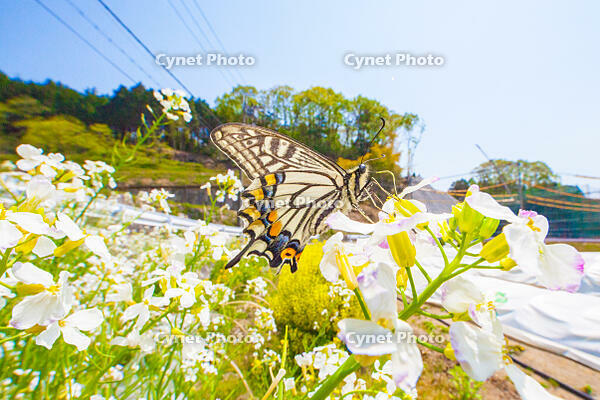 アゲハチョウの吸蜜 [NIC110000552]