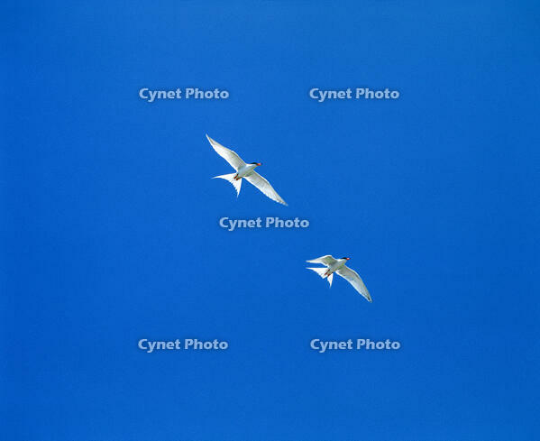 アジサシが舞う [NIC110000555]