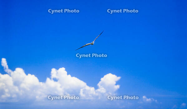 アジサシ飛ぶ空 [NIC110000556]