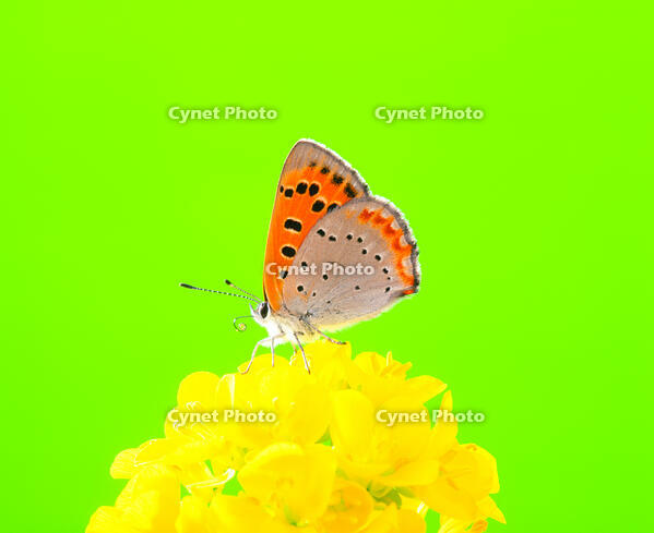 ベニシジミ [NIC110000558]