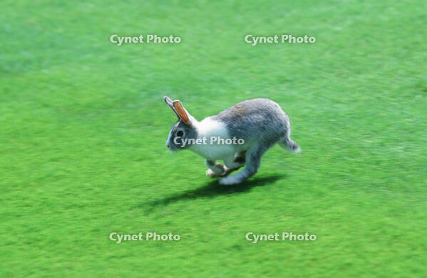 ウサギ [NIC110000559]