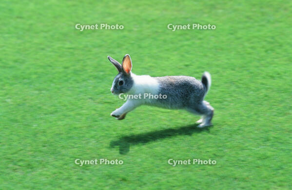 ウサギ [NIC110000560]