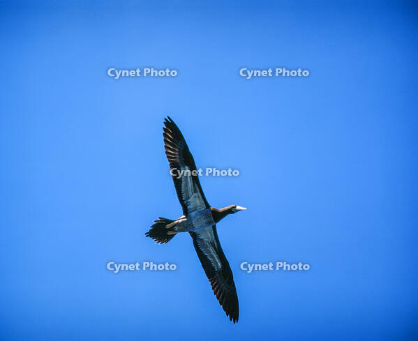 悠然と空を舞うカツオドリ [NIC110000563]