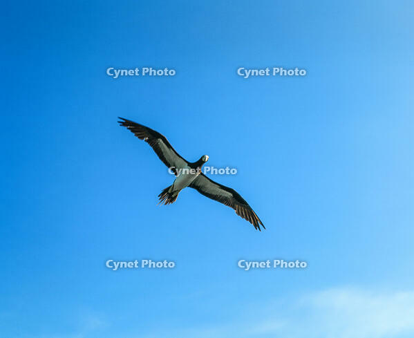 悠然と空を舞うカツオドリ [NIC110000564]