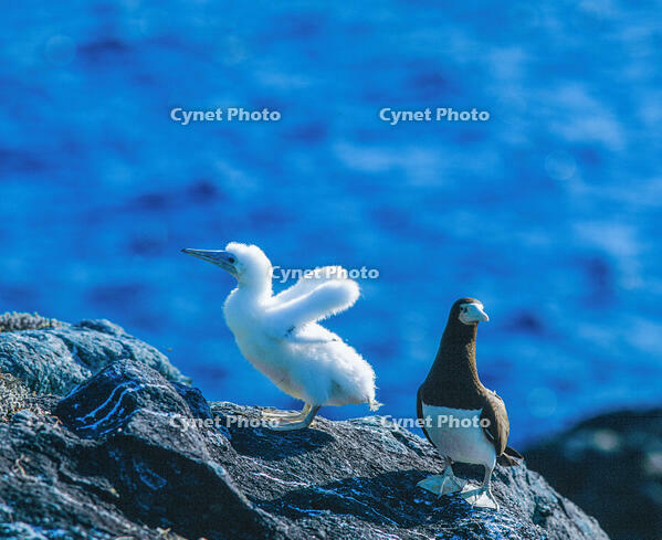 カツオドリの親子 [NIC110000565]