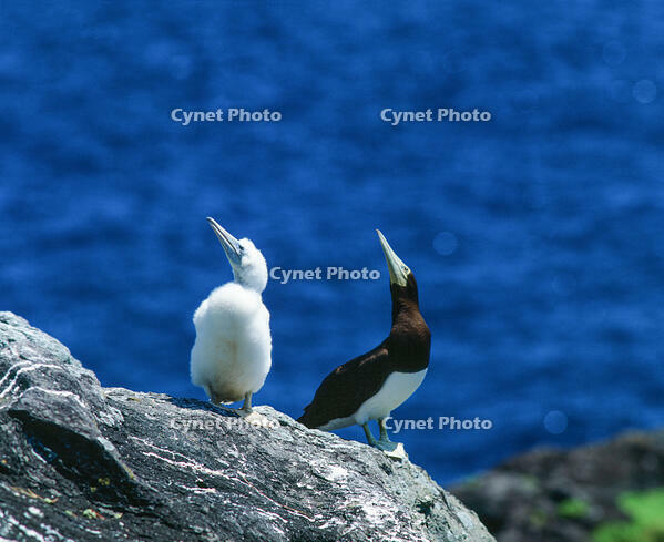 カツオドリの親子 [NIC110000566]
