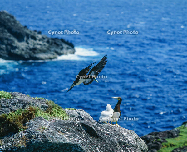 カツオドリの親子 [NIC110000567]