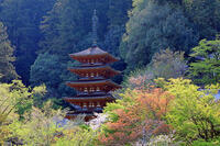 奈良県　長谷寺　五重塔 [HMA110003353]