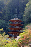 奈良県　長谷寺　五重塔 [HMA110003354]