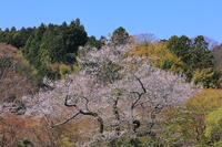 奈良県　談山神社　江戸彼岸桜 [HMA110003357]