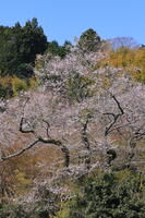 奈良県　談山神社　江戸彼岸桜 [HMA110003358]