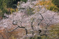 奈良県　談山神社　江戸彼岸桜 [HMA110003359]
