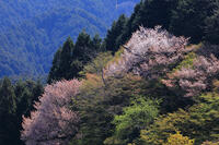山桜　奈良　桜井市 [HMA110003368]