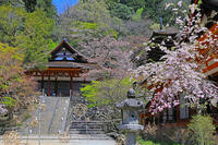 奈良県　談山神社　 [HMA110003384]