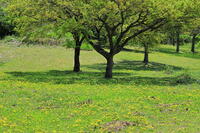 奈良県　明日香村　タンポポ [HMA110003395]