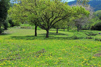 奈良県　明日香村　タンポポ [HMA110003396]