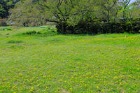 奈良県　明日香村　タンポポ [HMA110003397]