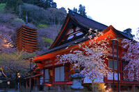 奈良県　ライトアップの談山神社　 [HMA110003410]