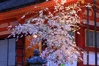 奈良県　談山神社の桜　ライトアップ [HMA110003411]