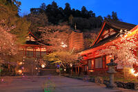 奈良県　ライトアップの談山神社　 [HMA110003419]