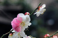 源平咲きの梅の花 [HMA110003758]