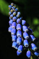 ムスカリの花 [HMA110004083]