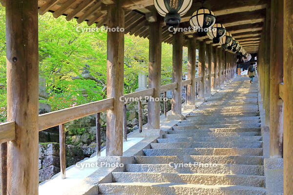 奈良県　長谷寺の登廊 [HMA110003350]