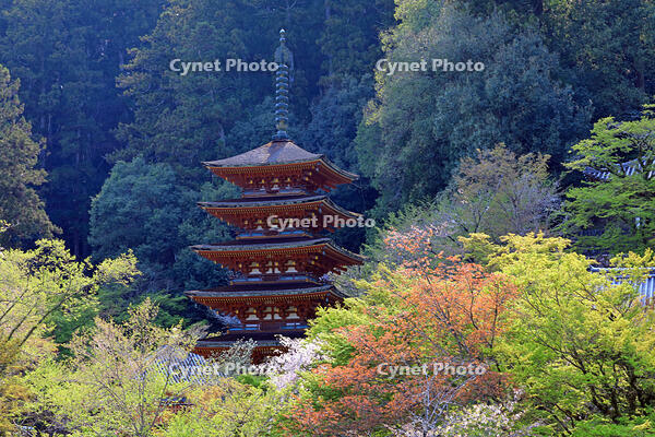 奈良県　長谷寺　五重塔 [HMA110003353]