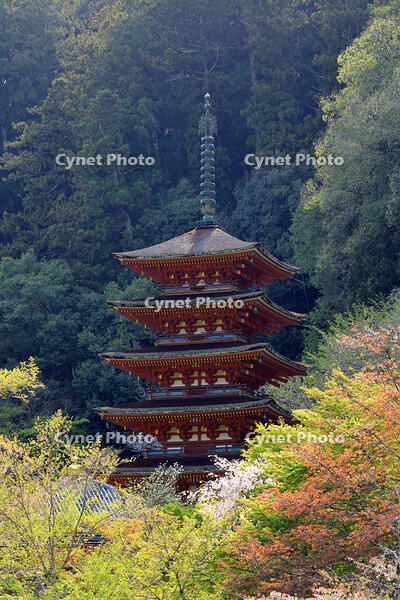奈良県　長谷寺　五重塔 [HMA110003354]