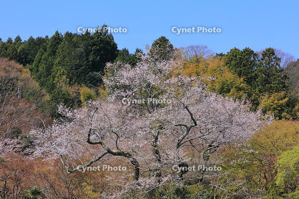 奈良県　談山神社　江戸彼岸桜 [HMA110003357]