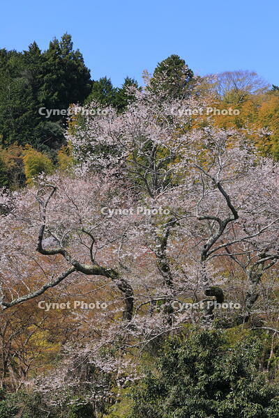 奈良県　談山神社　江戸彼岸桜 [HMA110003358]