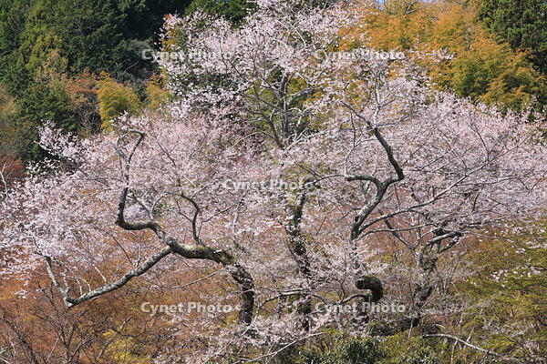 奈良県　談山神社　江戸彼岸桜 [HMA110003359]