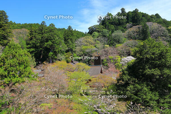 奈良県　談山神社　 [HMA110003361]