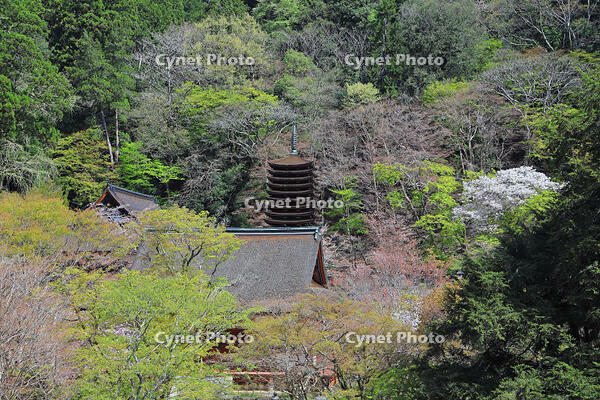 奈良県　談山神社　 [HMA110003362]