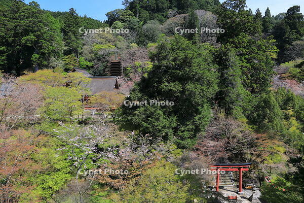 奈良県　談山神社　 [HMA110003364]