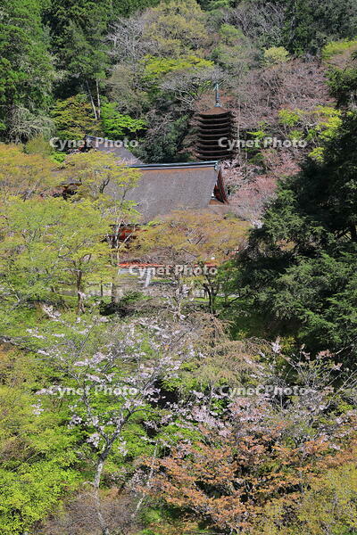 奈良県　談山神社　 [HMA110003365]