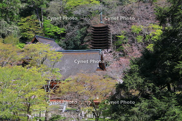 奈良県　談山神社　 [HMA110003366]
