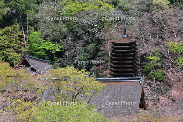 奈良県　談山神社　 [HMA110003367]