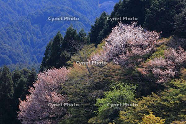 山桜　奈良　桜井市 [HMA110003368]