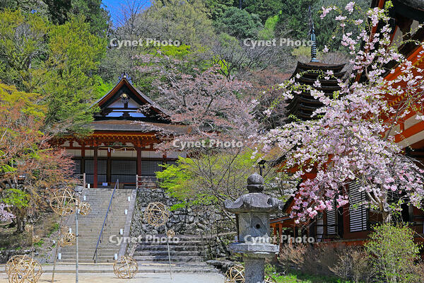奈良県　談山神社　 [HMA110003384]