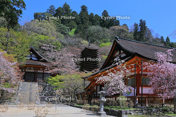 奈良県　談山神社　 [HMA110003385]