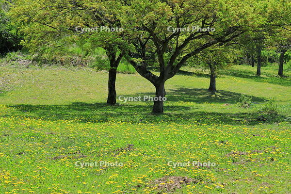 奈良県　明日香村　タンポポ [HMA110003395]