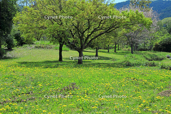 奈良県　明日香村　タンポポ [HMA110003396]