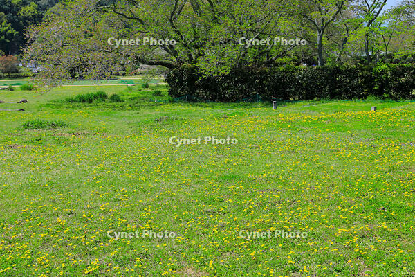 奈良県　明日香村　タンポポ [HMA110003397]
