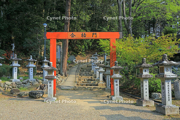 奈良県　安倍文殊院　合格門 [HMA110003401]