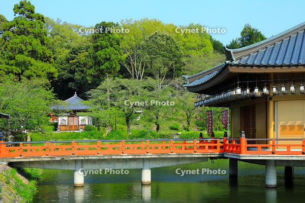 奈良県　安倍文殊院　金閣浮御堂と不動堂 [HMA110003409]