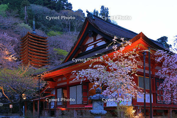 奈良県　ライトアップの談山神社　 [HMA110003410]
