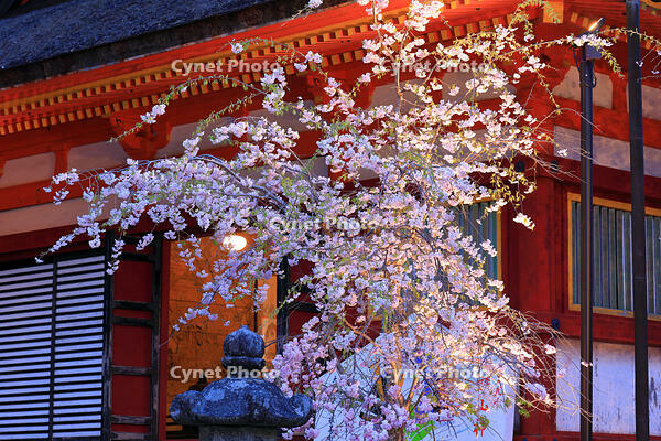 奈良県　談山神社の桜　ライトアップ [HMA110003411]