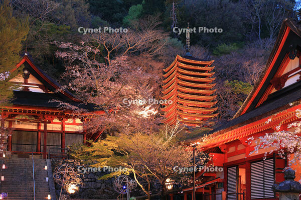 奈良県　ライトアップの談山神社　 [HMA110003414]