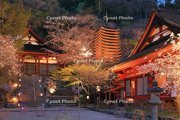 奈良県　ライトアップの談山神社　 [HMA110003417]